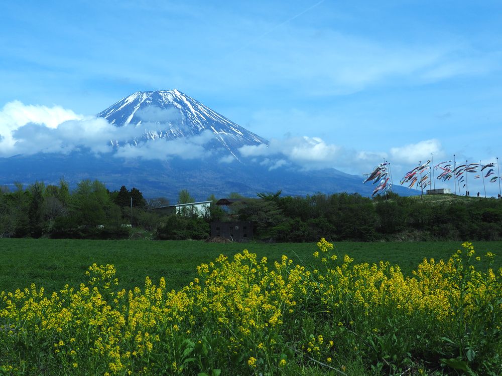 ＊富士山を背にこいのぼりと春の花々_b0204819_17036.jpg