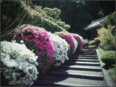 大手毬の里 船路 ［船宿寺］_d0277422_6343669.jpg