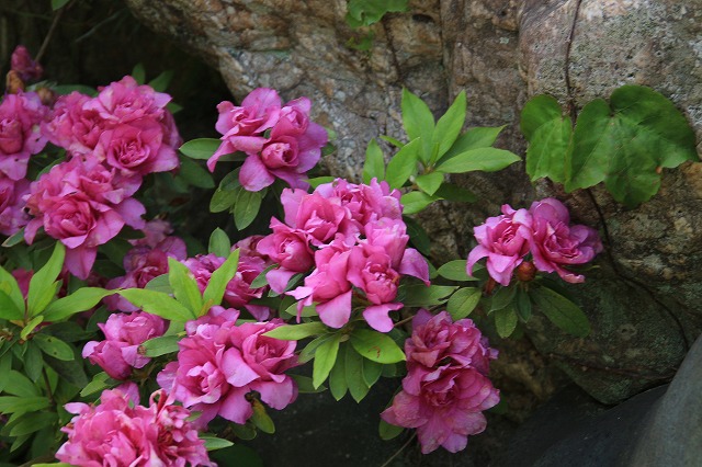 花の寺 大蓮寺 散策_e0321325_1142483.jpg