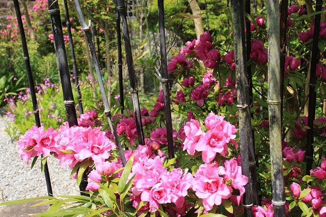 花の寺　大蓮寺　散策_e0321325_11465549.jpg