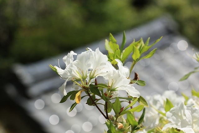 花の寺 大蓮寺 散策_e0321325_11514022.jpg