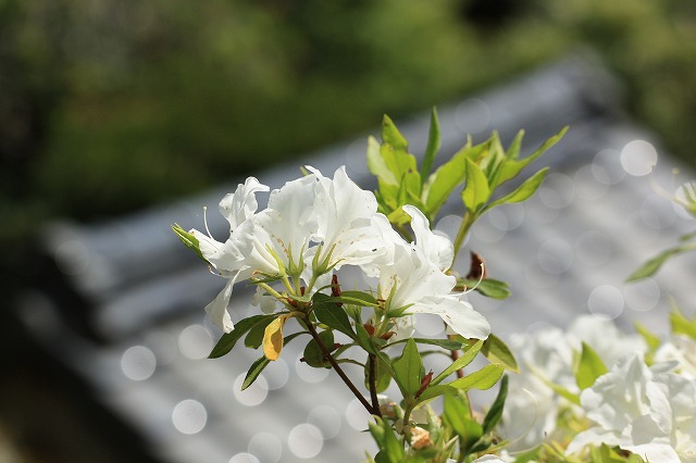 花の寺　大蓮寺　散策_e0321325_11514022.jpg