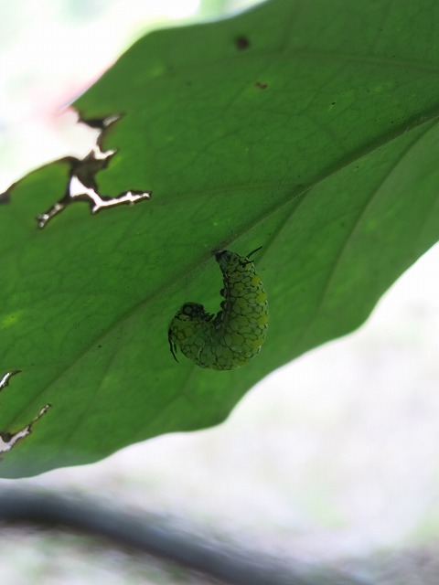 f0177529_22184263.jpg