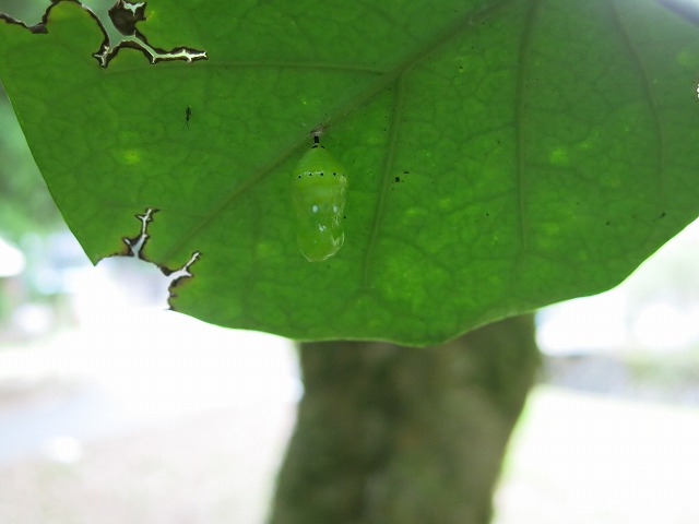 f0177529_22251221.jpg