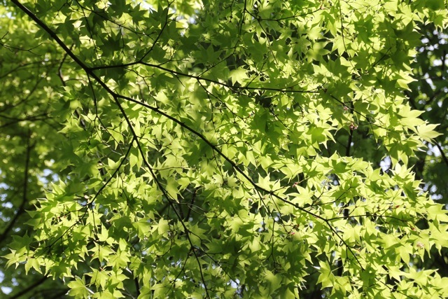 【昭和記念公園】part 3_f0348831_21425326.jpg