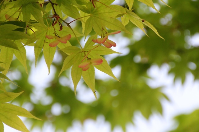 【昭和記念公園】part 3_f0348831_21425864.jpg