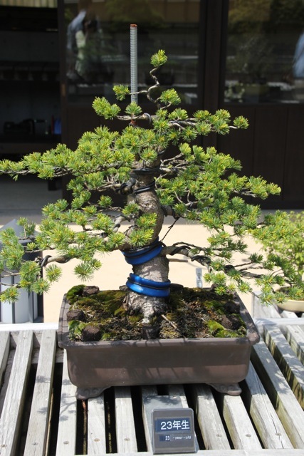【昭和記念公園】part 3_f0348831_21492087.jpg