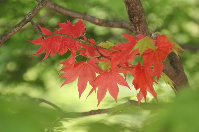 【昭和記念公園】part 3_f0348831_21584073.jpg
