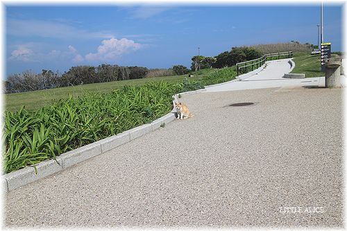 ☆城ケ島のにゃんこ。_c0080132_2119446.jpg