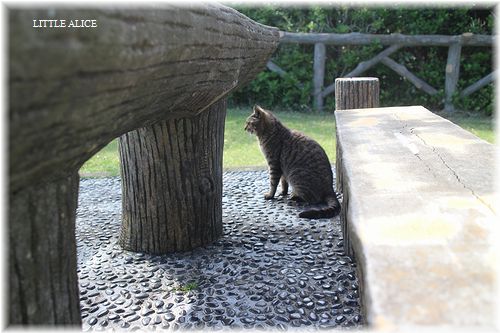 ☆城ケ島のにゃんこ。_c0080132_21234639.jpg