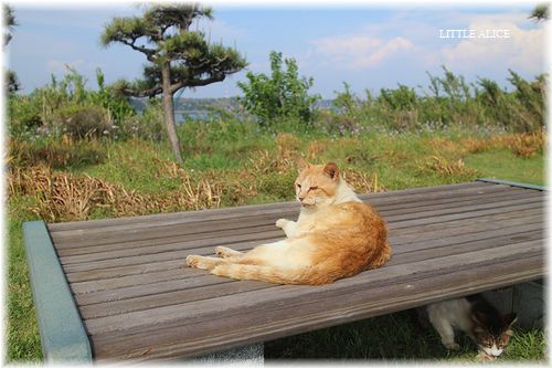 ☆城ケ島のにゃんこ。_c0080132_2125276.jpg