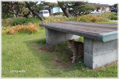 ☆城ケ島のにゃんこ。_c0080132_21303167.jpg