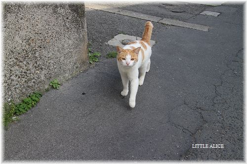 ☆城ケ島のにゃんこ。_c0080132_2133567.jpg