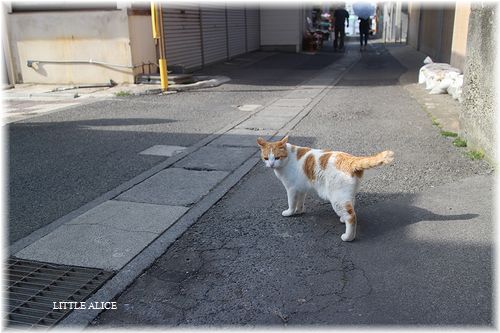 ☆城ケ島のにゃんこ。_c0080132_21343032.jpg