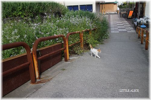 ☆城ケ島のにゃんこ。_c0080132_21354285.jpg