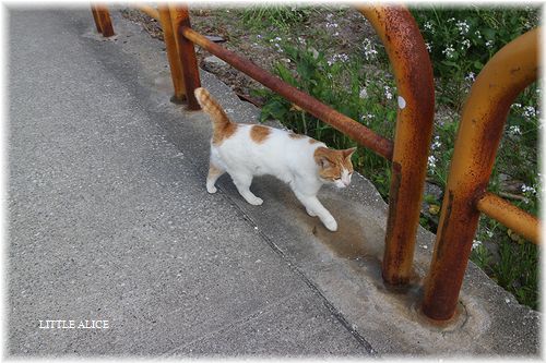 ☆城ケ島のにゃんこ。_c0080132_2136835.jpg