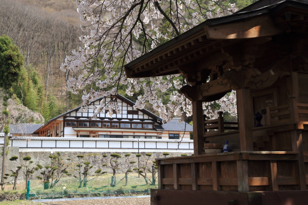 春爛漫・桜便り（佐久市・蕃松院）_f0229832_925021.jpg