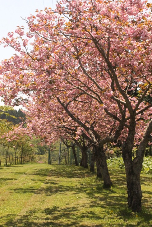 長万部の桜の本気。_d0164343_1893138.jpg
