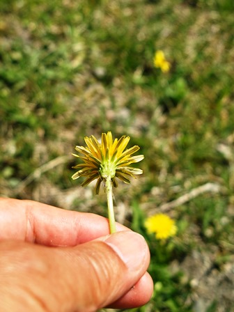どんな花より たんぽぽの 花を フジ ハンカチノキ ツツジ 朽木小川より Itiのデジカメ日記 高島市の奥山 針畑からフォトエッセイ