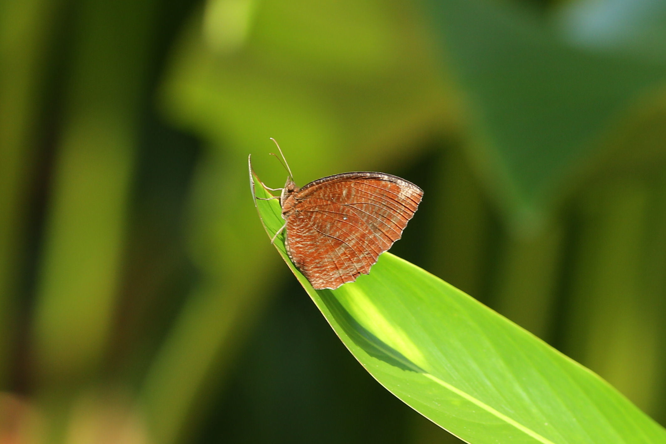 シンガポールの擬態蝶　キベリアゲハなど（Singapore、20150503,0505）_f0345350_20593051.jpg