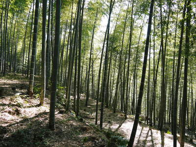 干したけのこ 平成27年度無農薬・有機栽培で育てた「干したけのこ」予約受付スタート!!(後編)_a0254656_17512043.jpg