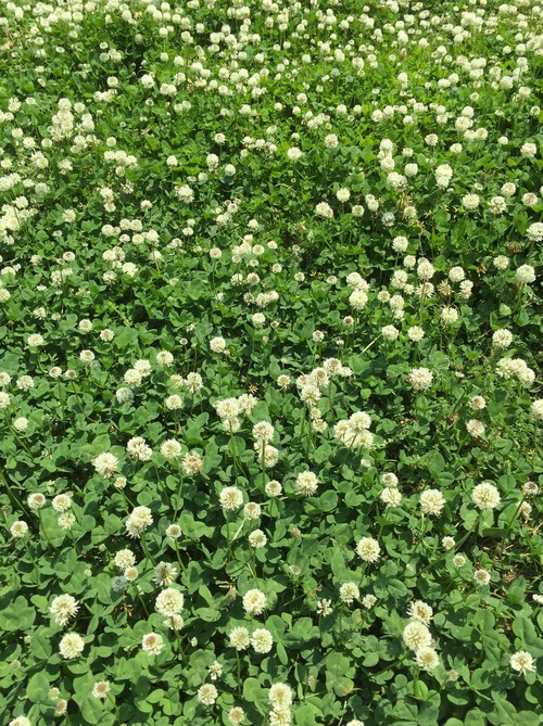 朝会で整列?_e0339064_1281884.jpg