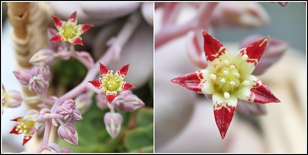 新入りの多肉たちとアメジスチヌムの花_b0194769_1338563.jpg