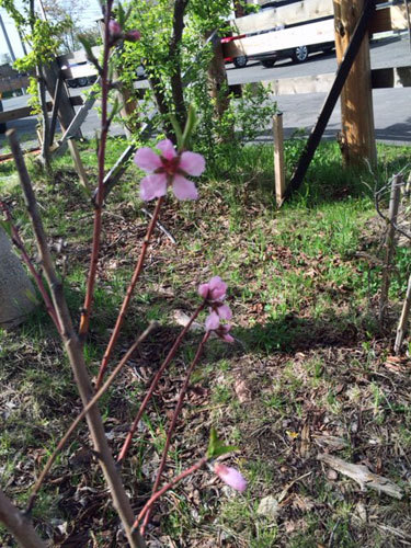 ＧＷ開けて、桃の花が開花_c0189970_11391030.jpg