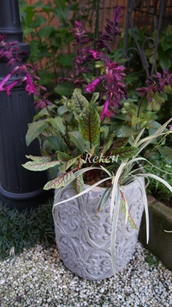 移植致しましたお花も満開です~♥_f0029571_17474640.jpg