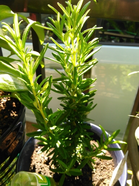 c0162773_15425448.jpg