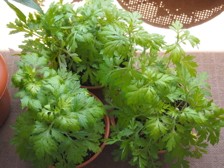 蓬の鉢植えを頂戴しました_e0148373_22200466.jpg