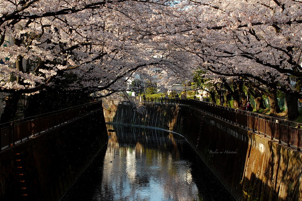 Sakura@Seijo_d0284276_07531021.jpg