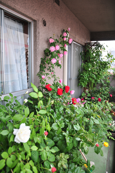 c0004078_8291240.jpg