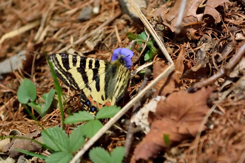 群馬のヒメギフチョウ（2015/4/30）_f0031682_15370672.jpg