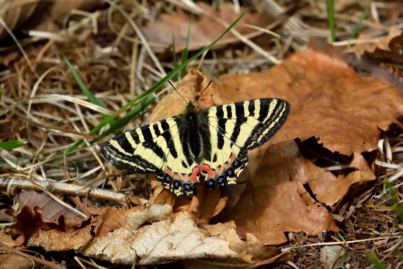 群馬のヒメギフチョウ（2015/4/30）_f0031682_15501248.jpg