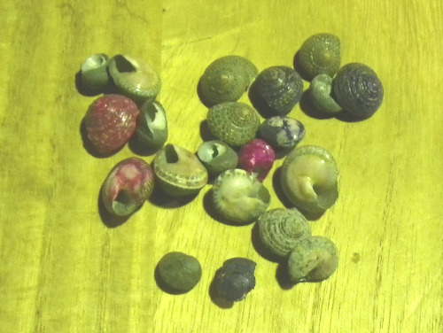 a0144984_1957211.jpg