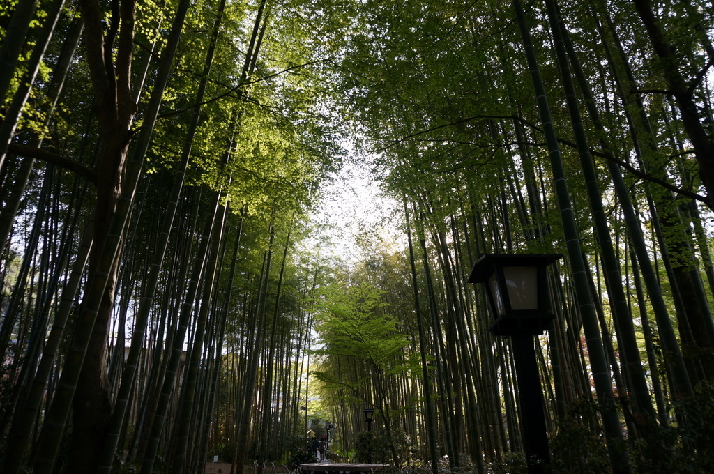 @ベルリン帰国日記 修善寺へ。_c0180686_03073889.jpg