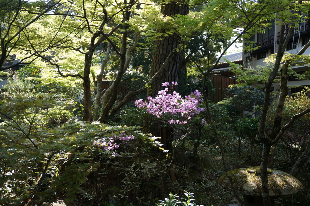 @ベルリン帰国日記 修善寺へ。_c0180686_03093411.jpg