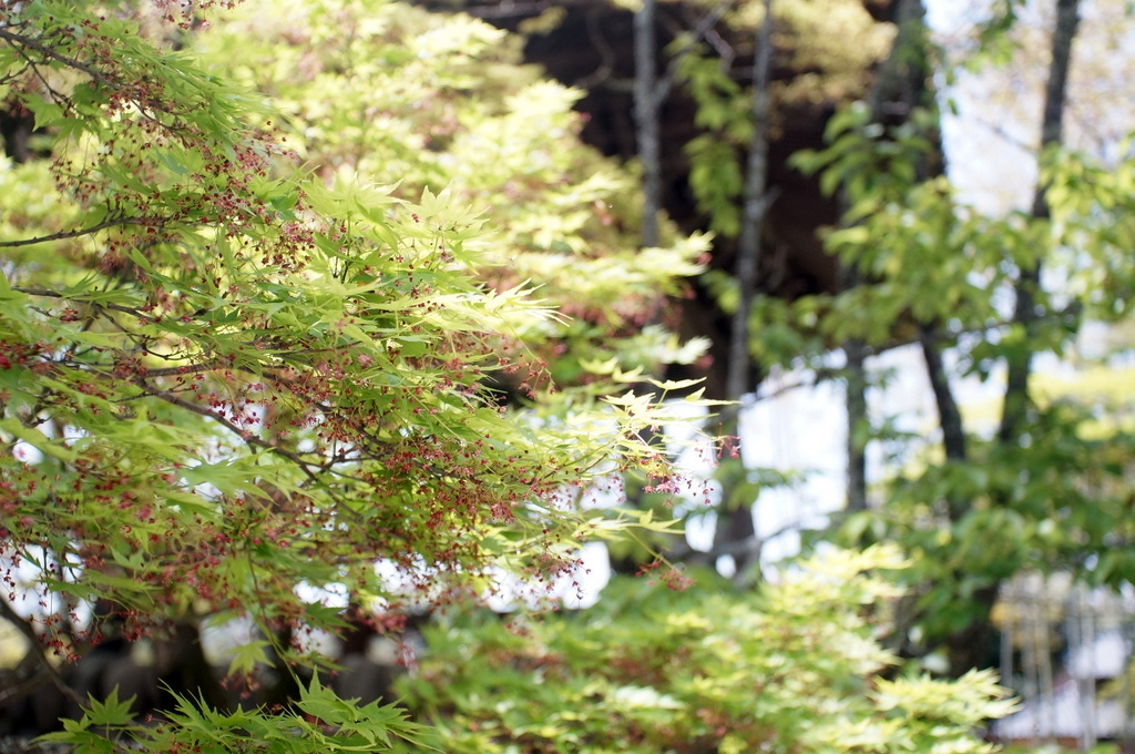 @ベルリン帰国日記 修善寺_c0180686_04102140.jpg
