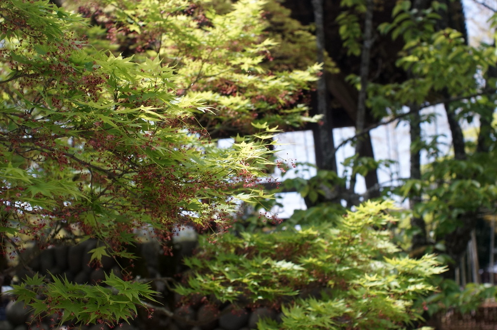 @ベルリン帰国日記 修善寺_c0180686_04103806.jpg