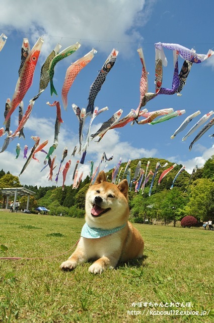 泳ぐ鯉のぼり_a0126590_05252917.jpg