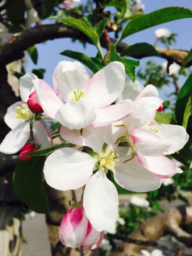 りんごの花は満開_a0134394_08150571.jpg