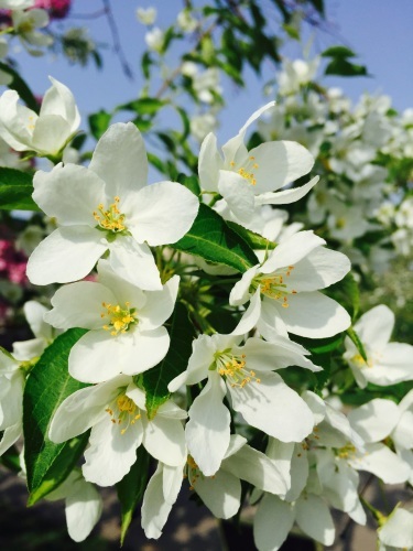 りんごの花は満開_a0134394_08170567.jpg
