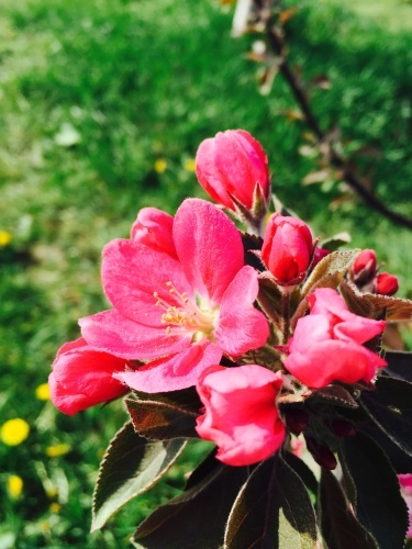 りんごの花は満開_a0134394_08273300.jpg