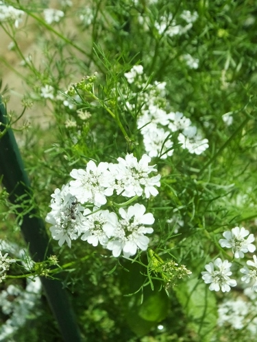 花の季節_c0115596_21305372.jpg