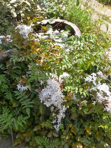 花の季節_c0115596_21311293.jpg
