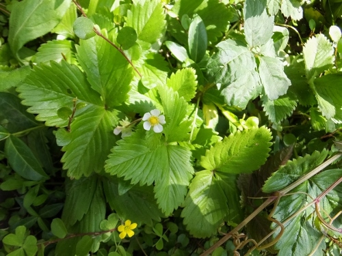 花の季節_c0115596_21314887.jpg