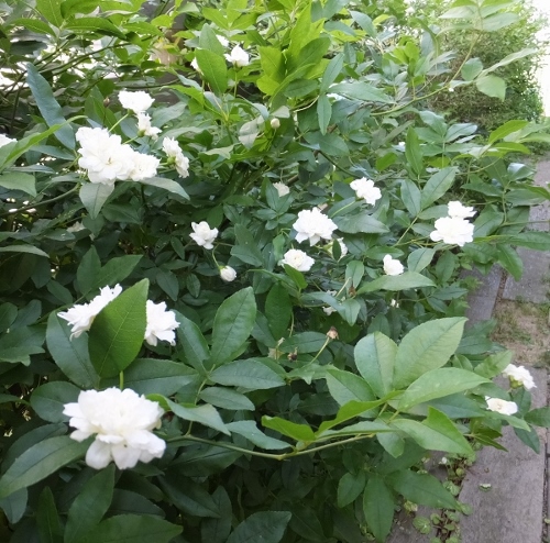 花の季節_c0115596_21321013.jpg