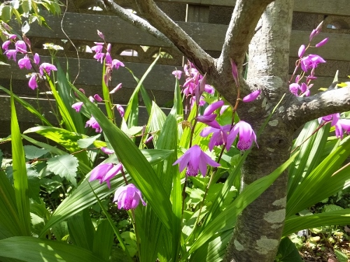 花の季節_c0115596_21322927.jpg