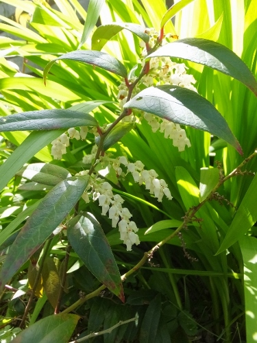 花の季節_c0115596_21334097.jpg